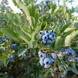 Biloxi Blueberry Live Plant – Fruit Bearing Shrub – 4-8 Inch Tall – Outdoor - Image 7