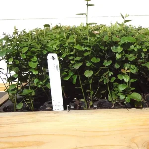 Biloxi Blueberry Live Plant – Fruit Bearing Shrub – 4-8 Inch Tall – Outdoor - Image 8