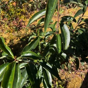 Black Cherry Bare Root Plant - Prunus Serotina Sweet Cherry Tree - 10-20 Inch Tall - Image 10