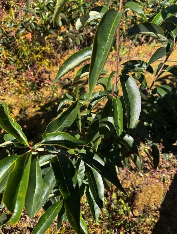 Black Cherry Bare Root Plant - Prunus Serotina Sweet Cherry Tree - 10-20 Inch Tall - Image 10