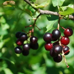 Black Cherry Bare Root Plant - Prunus Serotina Sweet Cherry Tree - 10-20 Inch Tall - Image 3