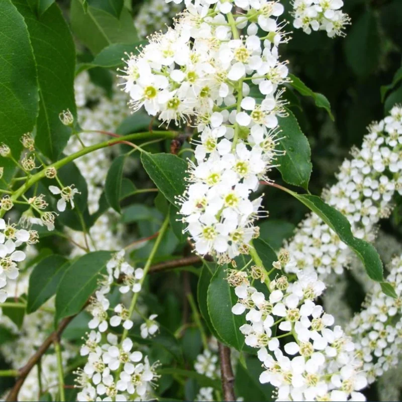 Black Cherry Bare Root Plant - Prunus Serotina Sweet Cherry Tree - 10-20 Inch Tall - Image 4
