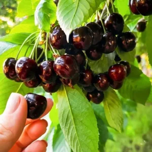 Black Cherry Bare Root Plant - Prunus Serotina Sweet Cherry Tree - 10-20 Inch Tall - Image 6