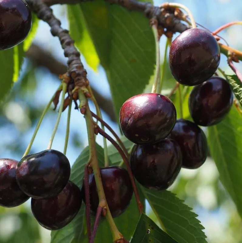 Black Cherry Bare Root Plant - Prunus Serotina Sweet Cherry Tree - 10-20 Inch Tall - Image 7
