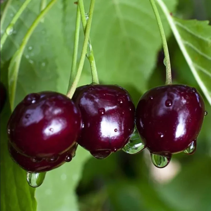 Black Cherry Bare Root Plant - Prunus Serotina Sweet Cherry Tree - 10-20 Inch Tall - Image 8