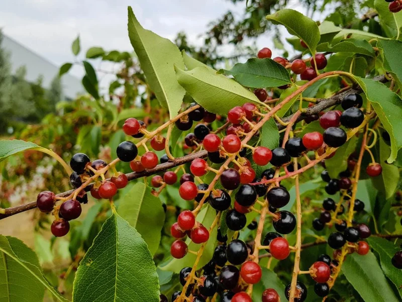 Black Cherry Bare Root Plant - Prunus Serotina Sweet Cherry Tree - 10-20 Inch Tall - Image 9