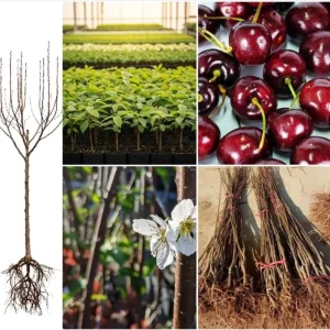 Black Cherry Bare Root Plant - Prunus Serotina Sweet Cherry Tree - 10-20 Inch Tall - Image 1