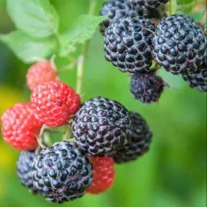 Black Hawk Black Raspberry Bare Root Plant - Rubus Occidentalis - Hardy Fruit Bush - Image 10