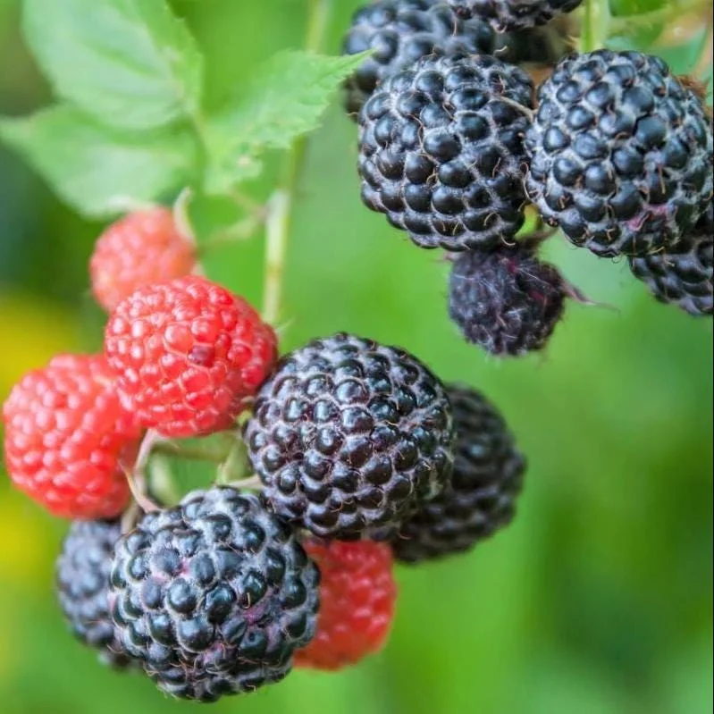 Black Hawk Black Raspberry Bare Root Plant - Rubus Occidentalis - Hardy Fruit Bush - Image 10