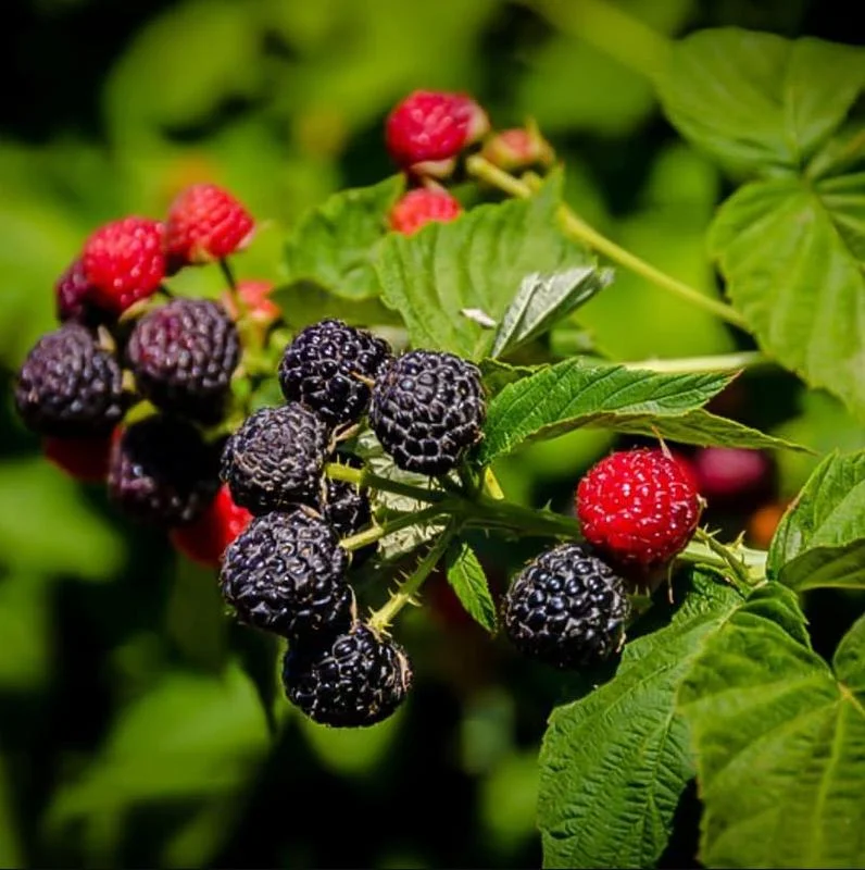Black Hawk Black Raspberry Bare Root Plant - Rubus Occidentalis - Hardy Fruit Bush - Image 3
