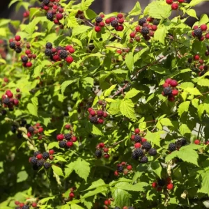 Black Hawk Black Raspberry Bare Root Plant - Rubus Occidentalis - Hardy Fruit Bush - Image 6