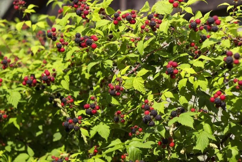 Black Hawk Black Raspberry Bare Root Plant - Rubus Occidentalis - Hardy Fruit Bush - Image 6