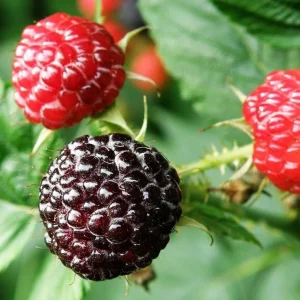 Black Hawk Black Raspberry Bare Root Plant - Rubus Occidentalis - Hardy Fruit Bush - Image 8