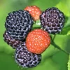 Black Hawk Black Raspberry Bare Root Plant - Rubus Occidentalis - Hardy Fruit Bush - Image 1
