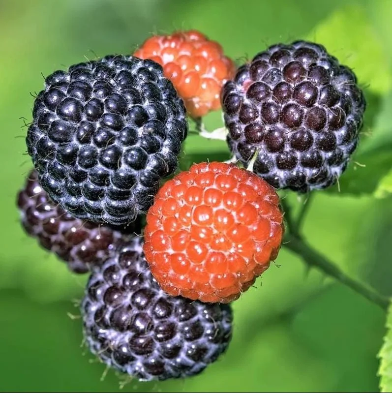Black Hawk Black Raspberry Bare Root Plant - Rubus Occidentalis - Hardy Fruit Bush - Image 1