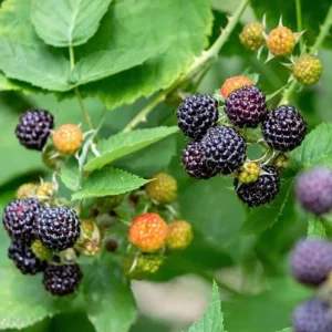 Black Hawk Black Raspberry Bare Root Plant - Rubus Occidentalis - Hardy Fruit Bush - Image 9