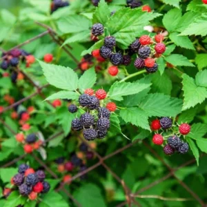Black Hawk Black Raspberry Bare Roots - 2 Pack Hardy Fruit Plants - Image 10