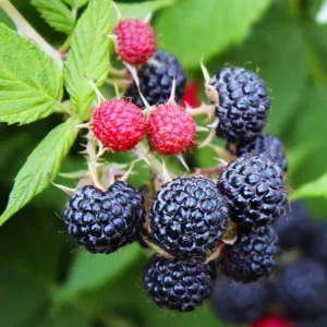 Black Hawk Black Raspberry Bare Roots - 2 Pack Hardy Fruit Plants - Image 4