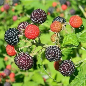 Black Hawk Black Raspberry Bare Roots - 2 Pack Hardy Fruit Plants - Image 1