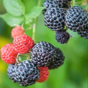 Black Hawk Black Raspberry Bare Roots - 2 Pack Hardy Fruit Plants - Image 5