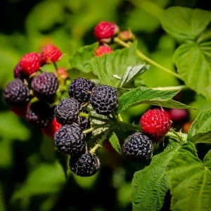 Black Hawk Black Raspberry Bare Roots - 2 Pack Hardy Fruit Plants - Image 6