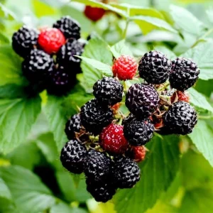 Black Hawk Black Raspberry Bare Roots - 2 Pack Hardy Fruit Plants - Image 7