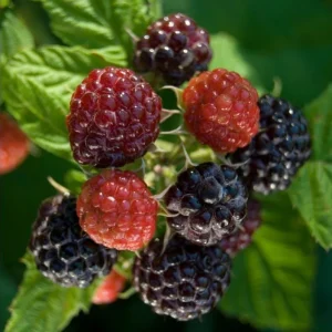 Black Hawk Black Raspberry Bare Roots - 2 Pack Hardy Fruit Plants - Image 9