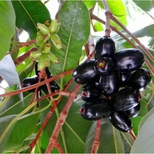 Black Jambu Plum Tree Live Plant - Jamun Fruit Tree in Half Gallon Pot, Tropical Sweet Jambul for Outdoor Garden - Image 2