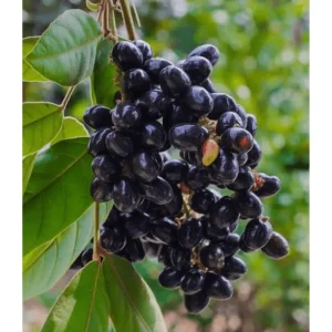 Black Jambu Plum Tree Live Plant - Jamun Fruit Tree in Half Gallon Pot, Tropical Sweet Jambul for Outdoor Garden - Image 3