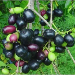 Black Jambu Plum Tree Live Plant - Jamun Fruit Tree in Half Gallon Pot, Tropical Sweet Jambul for Outdoor Garden - Image 5