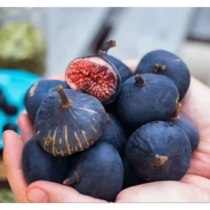 Black Mission Fig Tree Live Plant – Ficus Carica – 4-8 Inch Tall – Sweet Fruit - Image 2