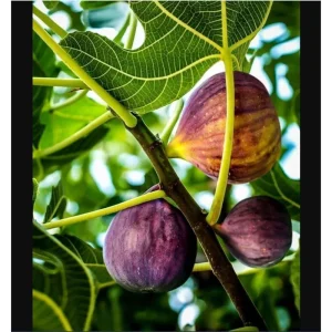 Black Mission Fig Tree Live Plant – Ficus Carica – 4-8 Inch Tall – Sweet Fruit - Image 3
