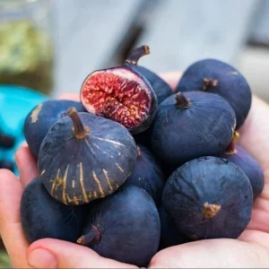 Black Mission Fig Tree Live Plant - Ficus Carica, 4-8 Inch Tall Starter - Image 3