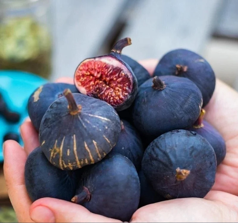 Black Mission Fig Tree Live Plant - Ficus Carica, 4-8 Inch Tall Starter - Image 3