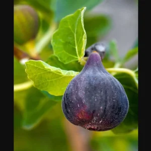 Black Mission Fig Tree Live Plant – Ficus Carica – 4-8 Inch Tall – Sweet Fruit - Image 4