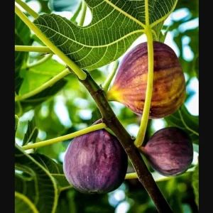 Black Mission Fig Tree Live Plant - Ficus Carica, 4-8 Inch Tall Starter - Image 4