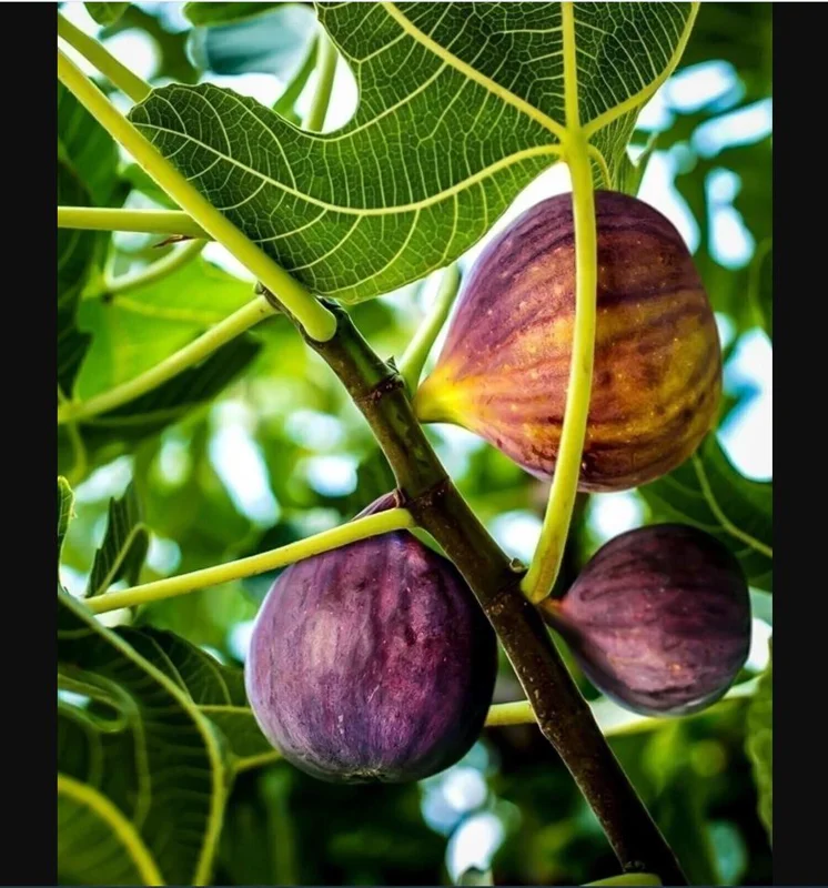 Black Mission Fig Tree Live Plant - Ficus Carica, 4-8 Inch Tall Starter - Image 4
