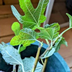 Black Mission Fig Tree Live Plant - Ficus Carica, 4-8 Inch Tall Starter - Image 5