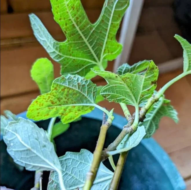 Black Mission Fig Tree Live Plant - Ficus Carica, 4-8 Inch Tall Starter - Image 5