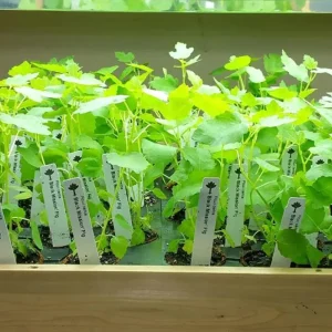 Black Mission Fig Tree Live Plant - Ficus Carica, 4-8 Inch Tall Starter - Image 6