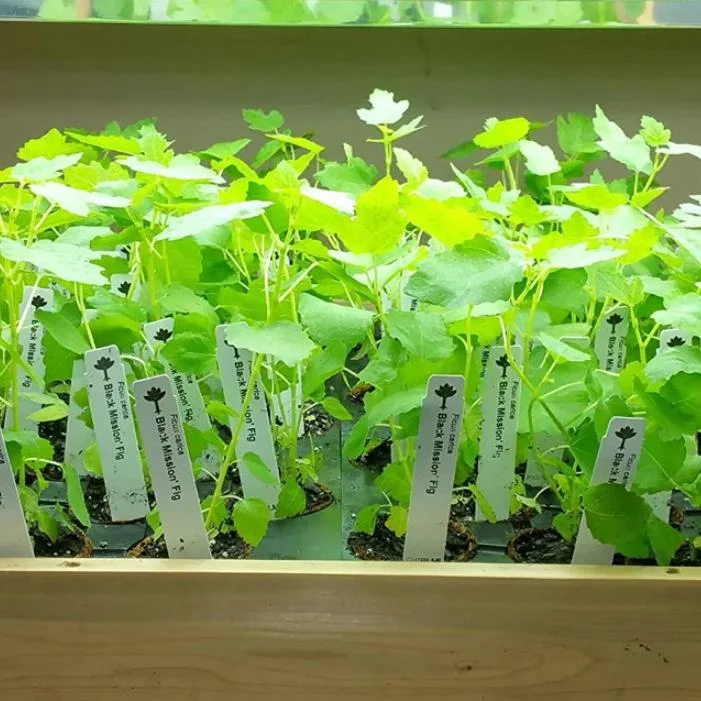 Black Mission Fig Tree Live Plant - Ficus Carica, 4-8 Inch Tall Starter - Image 6