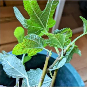 Black Mission Fig Tree Live Plant – Ficus Carica – 4-8 Inch Tall – Sweet Fruit - Image 6