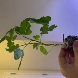 Black Mission Fig Tree Live Plant - Ficus Carica, 4-8 Inch Tall Starter - Image 7