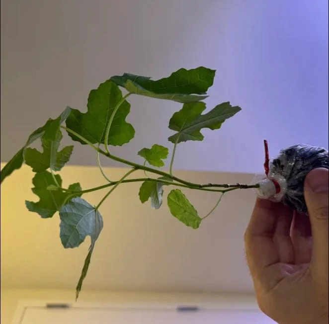 Black Mission Fig Tree Live Plant - Ficus Carica, 4-8 Inch Tall Starter - Image 7