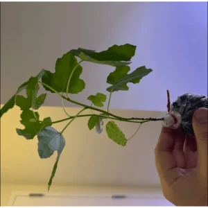 Black Mission Fig Tree Live Plant – Ficus Carica – 4-8 Inch Tall – Sweet Fruit - Image 7