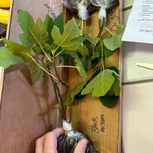 Black Mission Fig Tree Live Plant - Ficus Carica, 4-8 Inch Tall Starter - Image 8