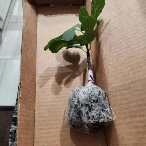 Black Mission Fig Tree Live Plant - Ficus Carica, 4-8 Inch Tall Starter - Image 9