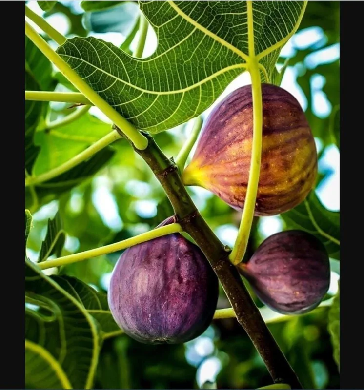 Black Mission Fig Tree Live Starter Plant - 4-8 Inch Tall, Perennial Fruit - Image 2