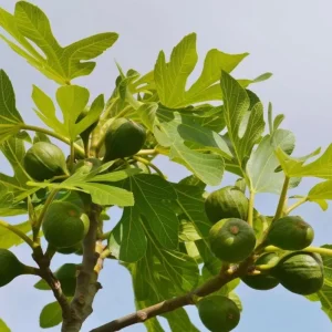 Black Mission Fig Tree Live Starter Plant - 4-8 Inch Tall, Perennial Fruit - Image 3