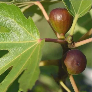 Black Mission Fig Tree Live Starter Plant - 4-8 Inch Tall, Perennial Fruit - Image 5